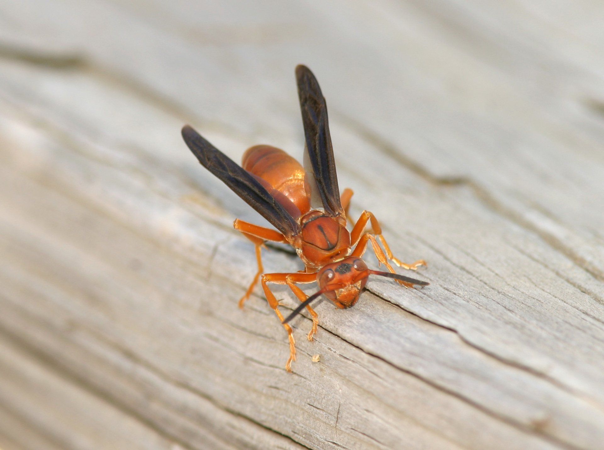 Orange Wasps — Mansfield, TX — Organic Pest Services