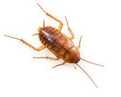 American Cockroach — Mansfield, TX — Organic Pest Services