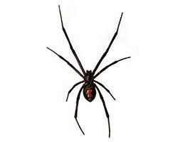 Black Widow Spider — Mansfield, TX — Organic Pest Services
