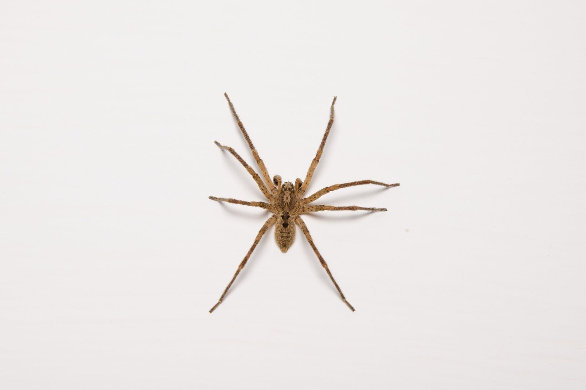 Brown Recluse Spider — Mansfield, TX — Organic Pest Services