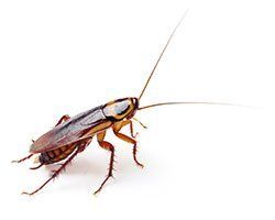 German Cockroach — Mansfield, TX — Organic Pest Services