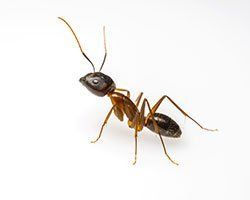 Sugar Ants — Mansfield, TX — Organic Pest Services
