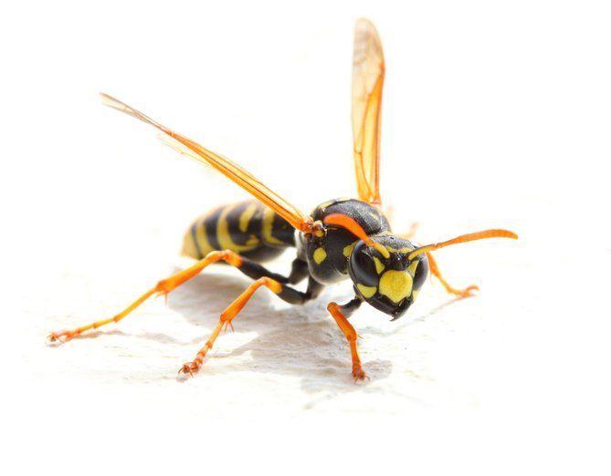 Black Wasps — Mansfield, TX — Organic Pest Services
