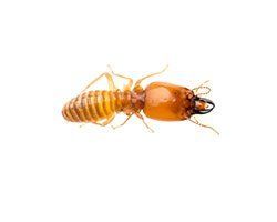 Worker & Soldier Termites — Mansfield, TX — Organic Pest Services