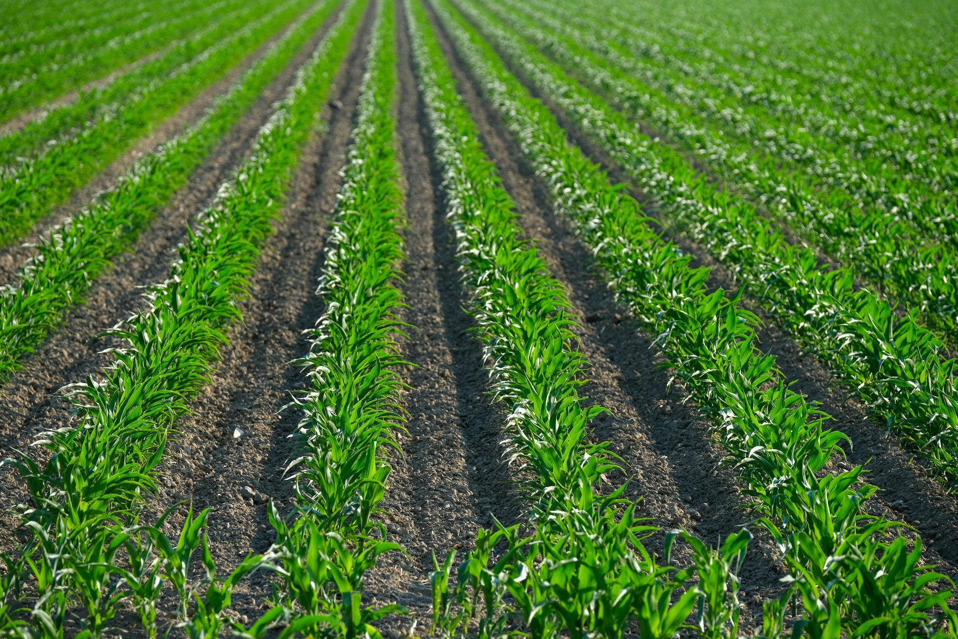 Rows of young green corn plants in a field.