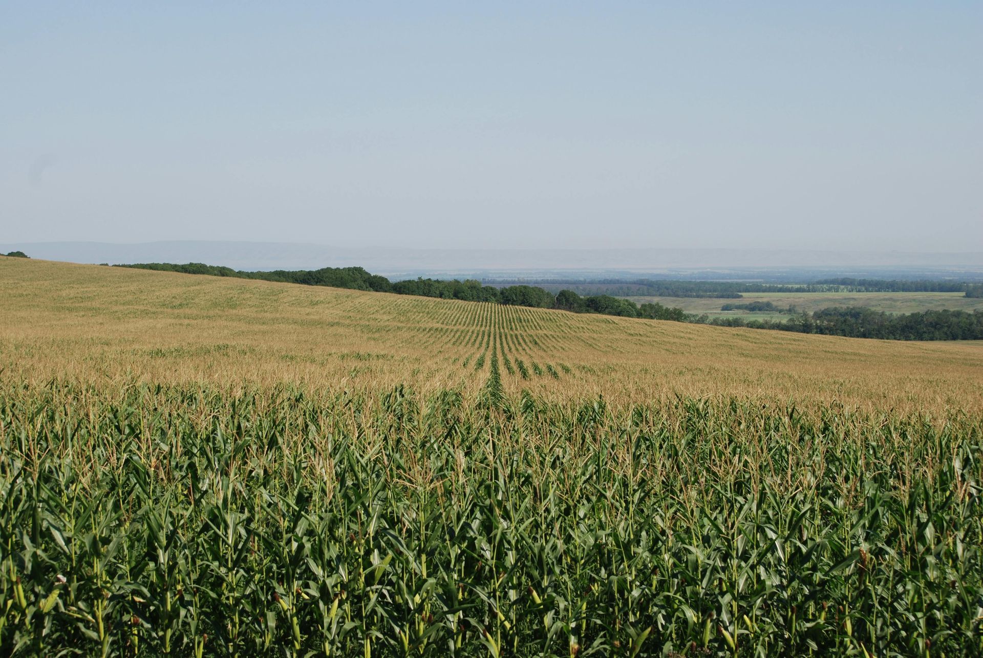 Cornfield on a sunny day, rows of green and yellow crops stretch to the horizon.