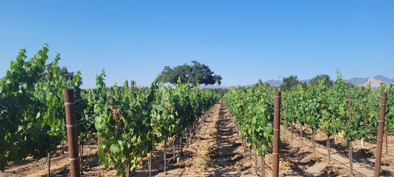 A row of vines growing in a field with a tree in the background.