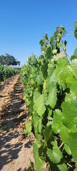 A row of vines growing in a field with a blue sky in the background.