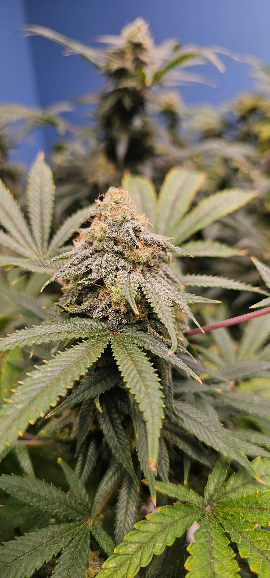 Cannabis plants growing inside a greenhouse with pink-tinted covering and overhead lights.