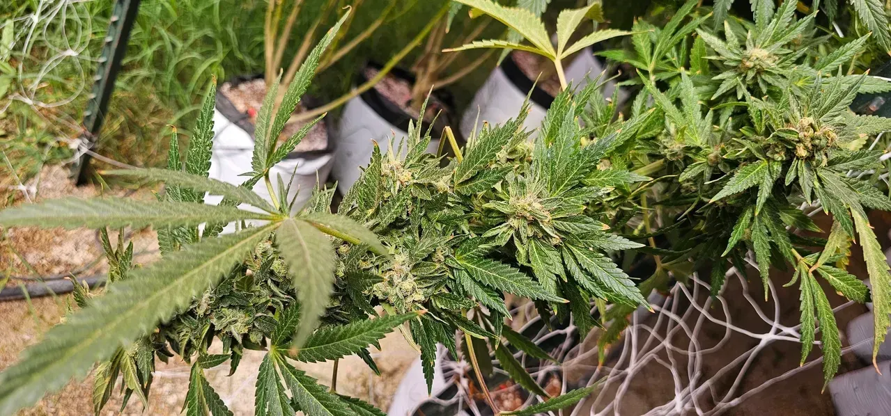 Green cannabis plant with bud formation, outdoors.