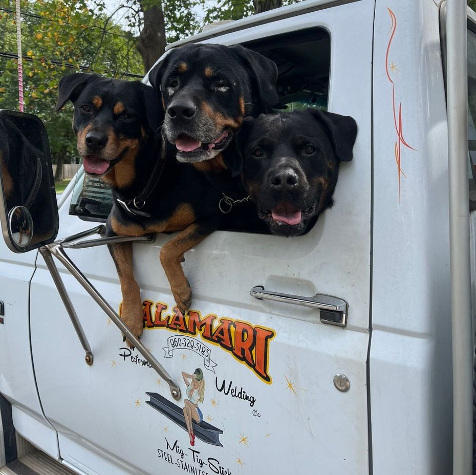 Four dogs sticking their heads out of the window of a white van