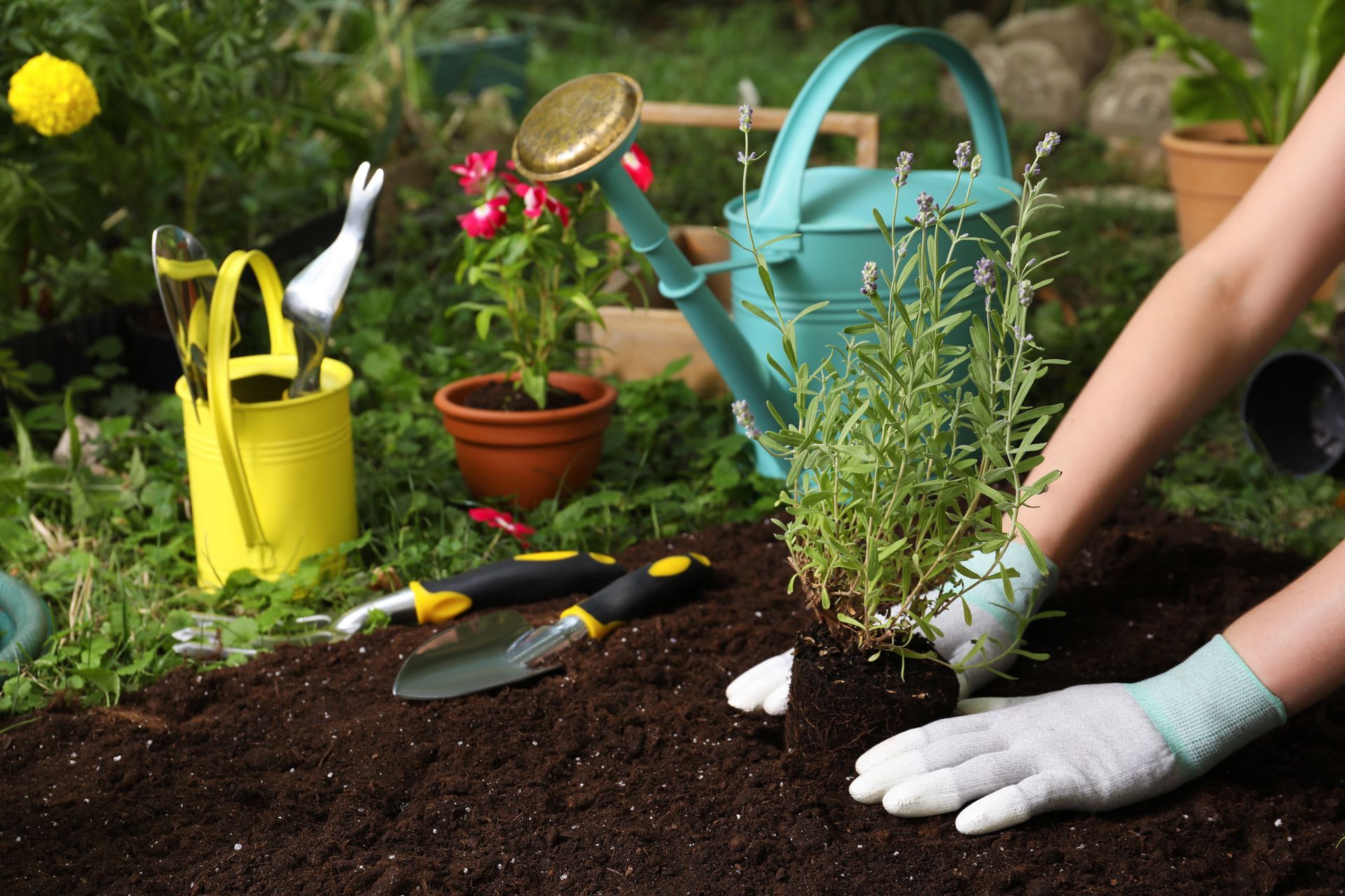 A person is planting a plant in the soil in a garden.