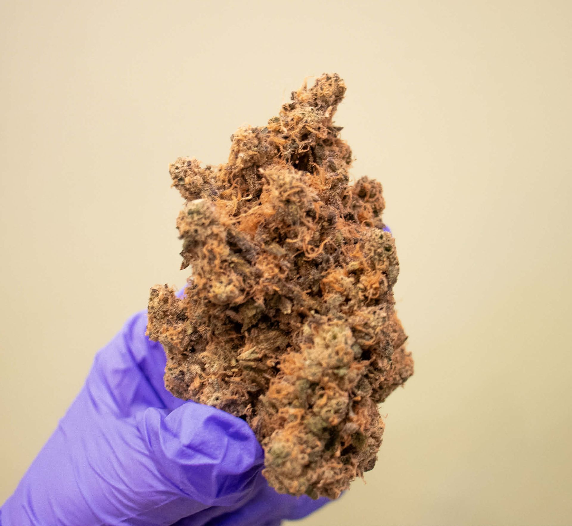 A purple-gloved hand holds a large, dense, brown and orange cannabis flower against a plain light-colored background.
