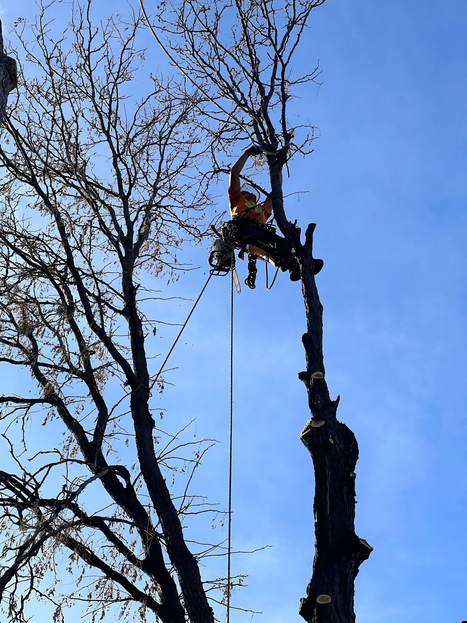 Tree removal around power lines and property boundaries. Park Hill , CO