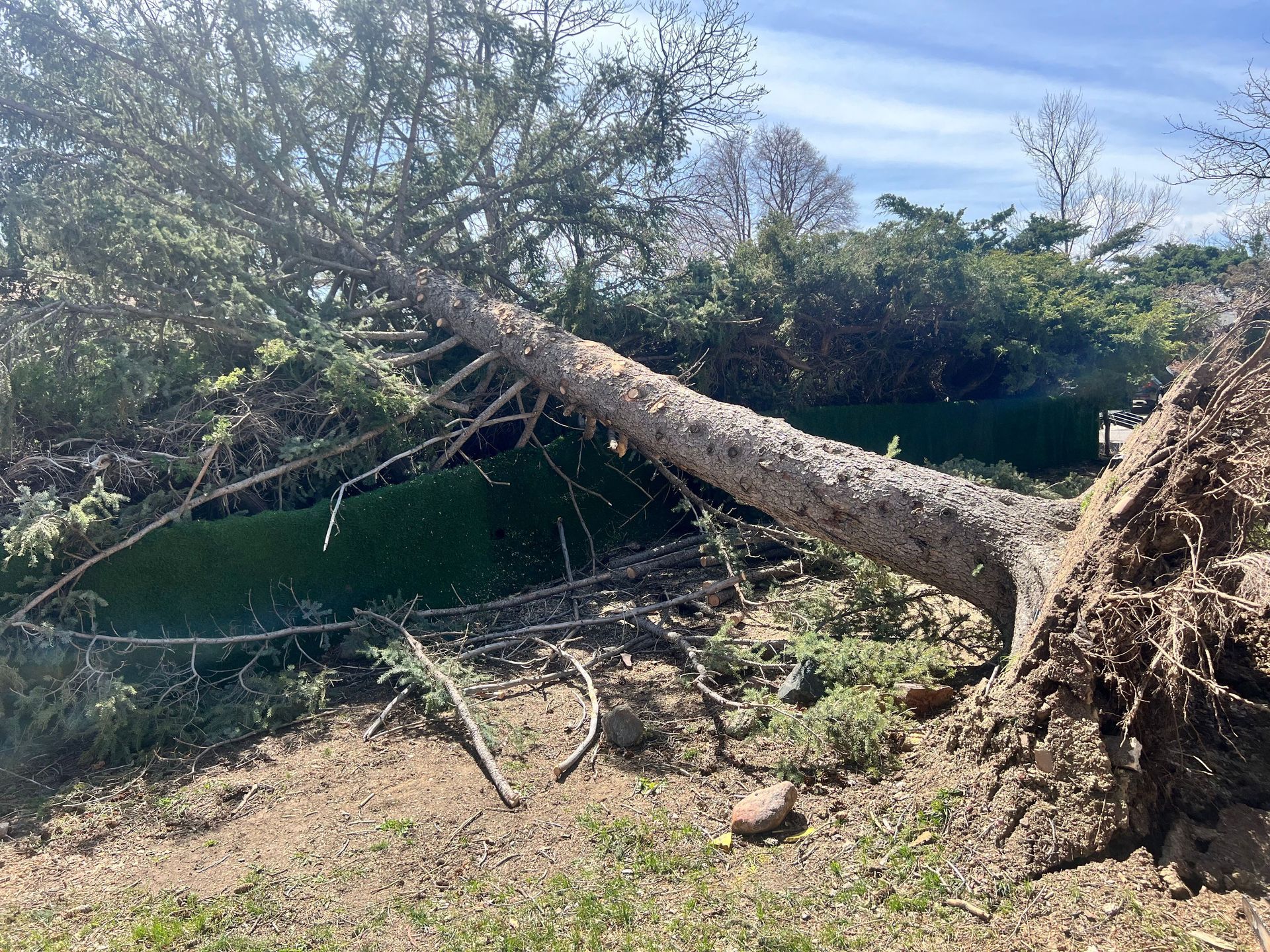 Neglecting weak, shallow root systems can lead to damage on neighbors property.  Lakewood, CO