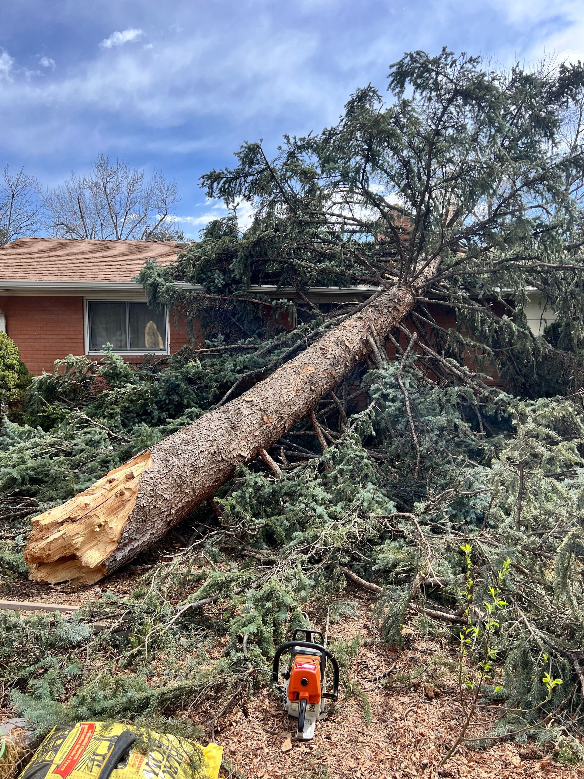 Large Spruce blown over and fell on a house during a windstorm.  Lakewood, CO  