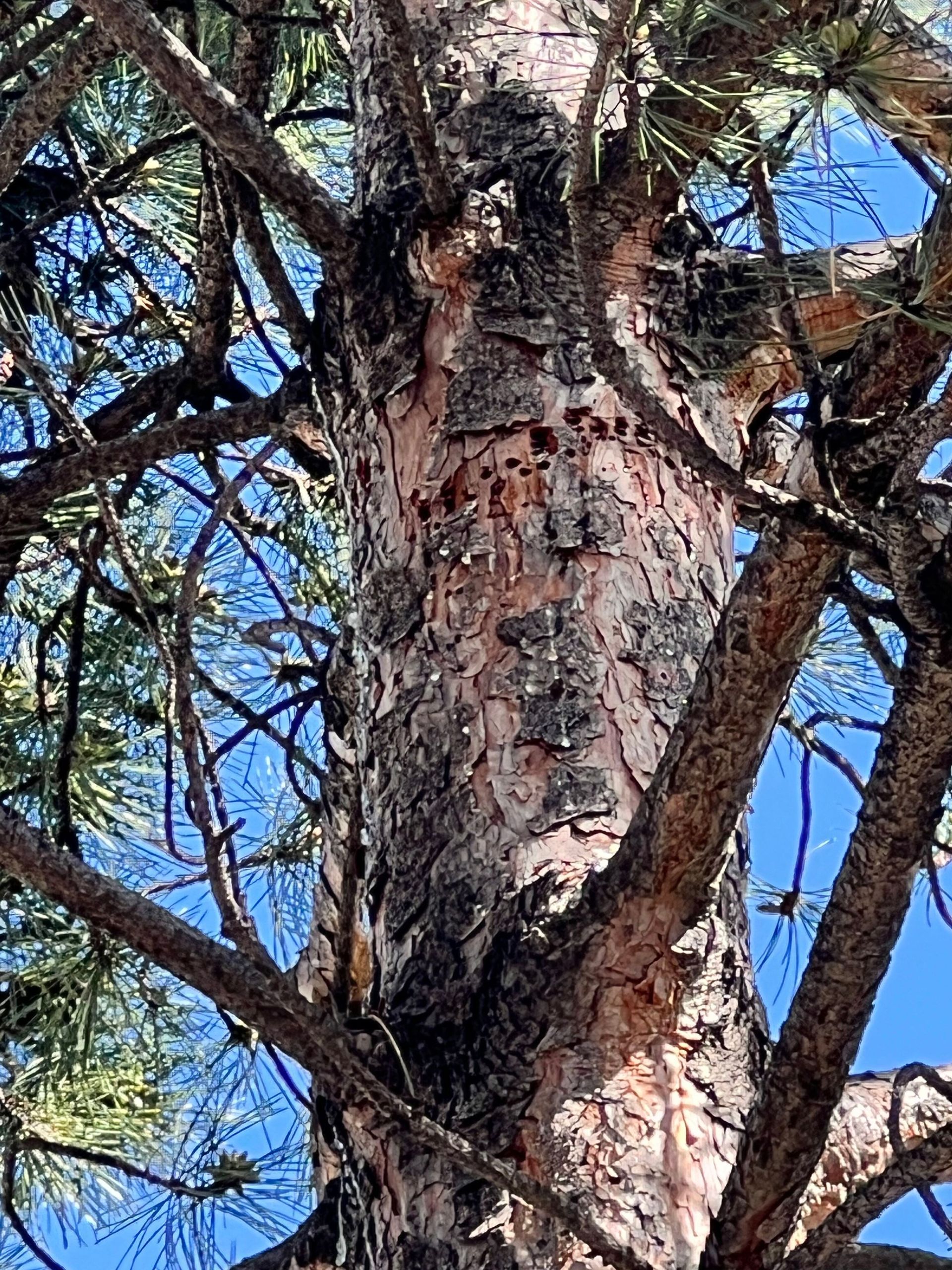 Bug infected tree.  Morrison, CO