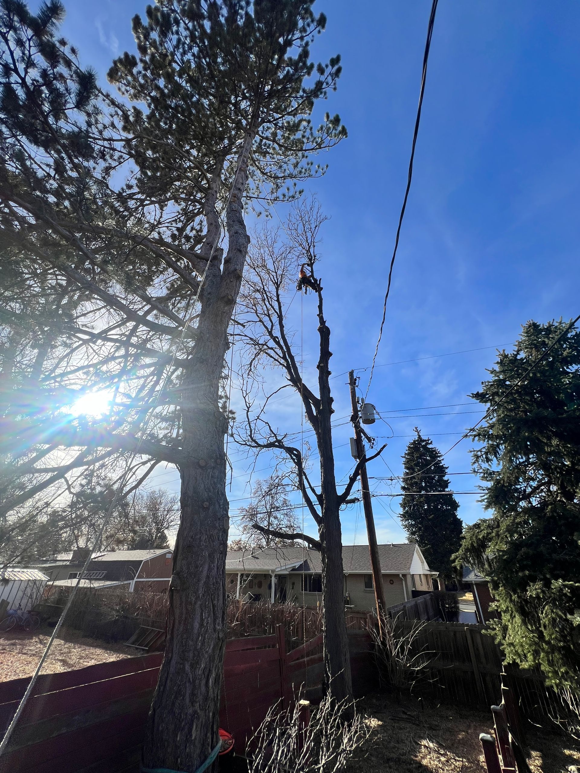 Tree removal in a tight spot! — Denver, CO — Moore Stump Removal
