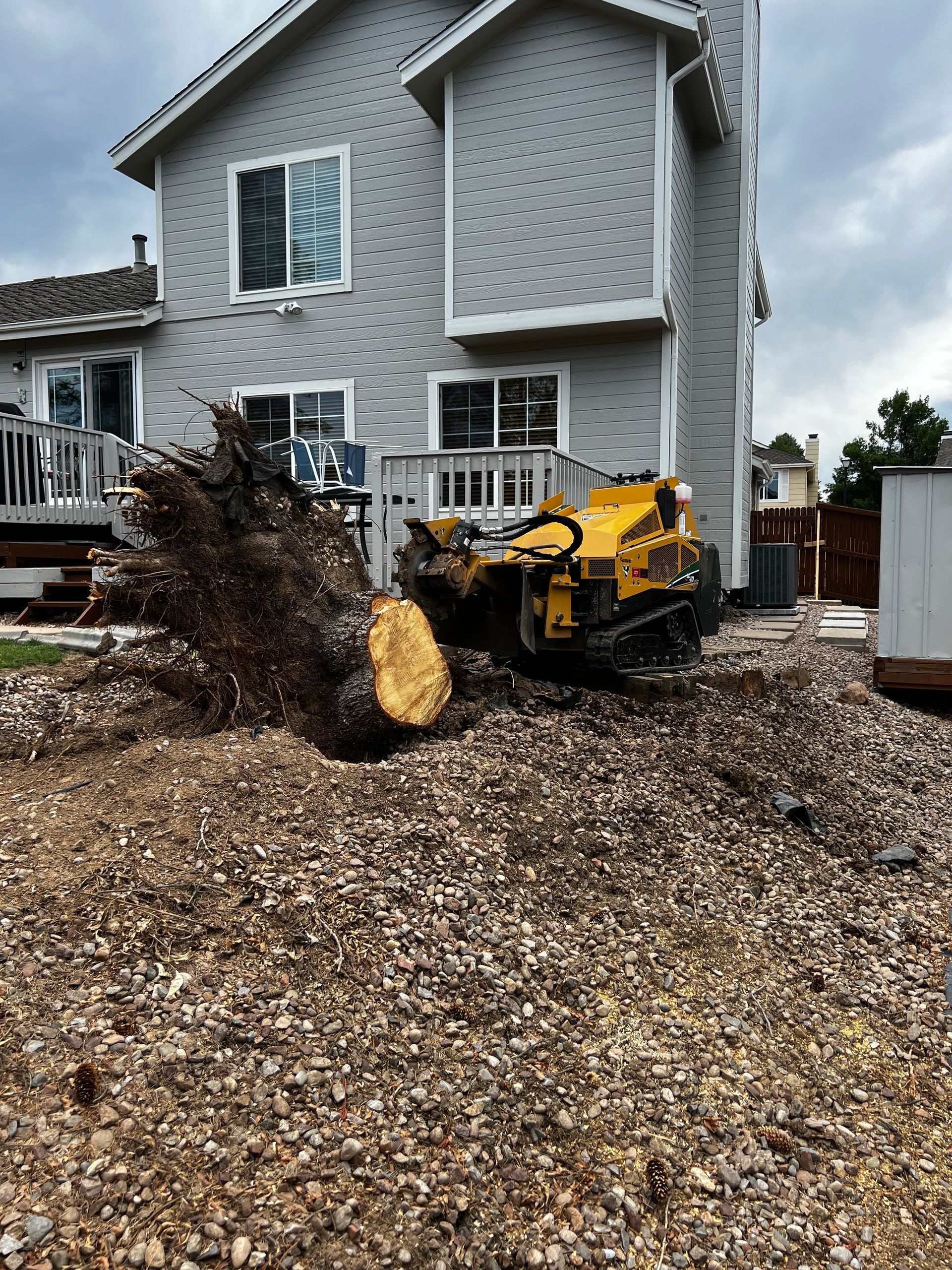 No stump too big!  Grinding large, uprooted stumps is the easiest way to get rid of them.  Highlands Ranch, CO