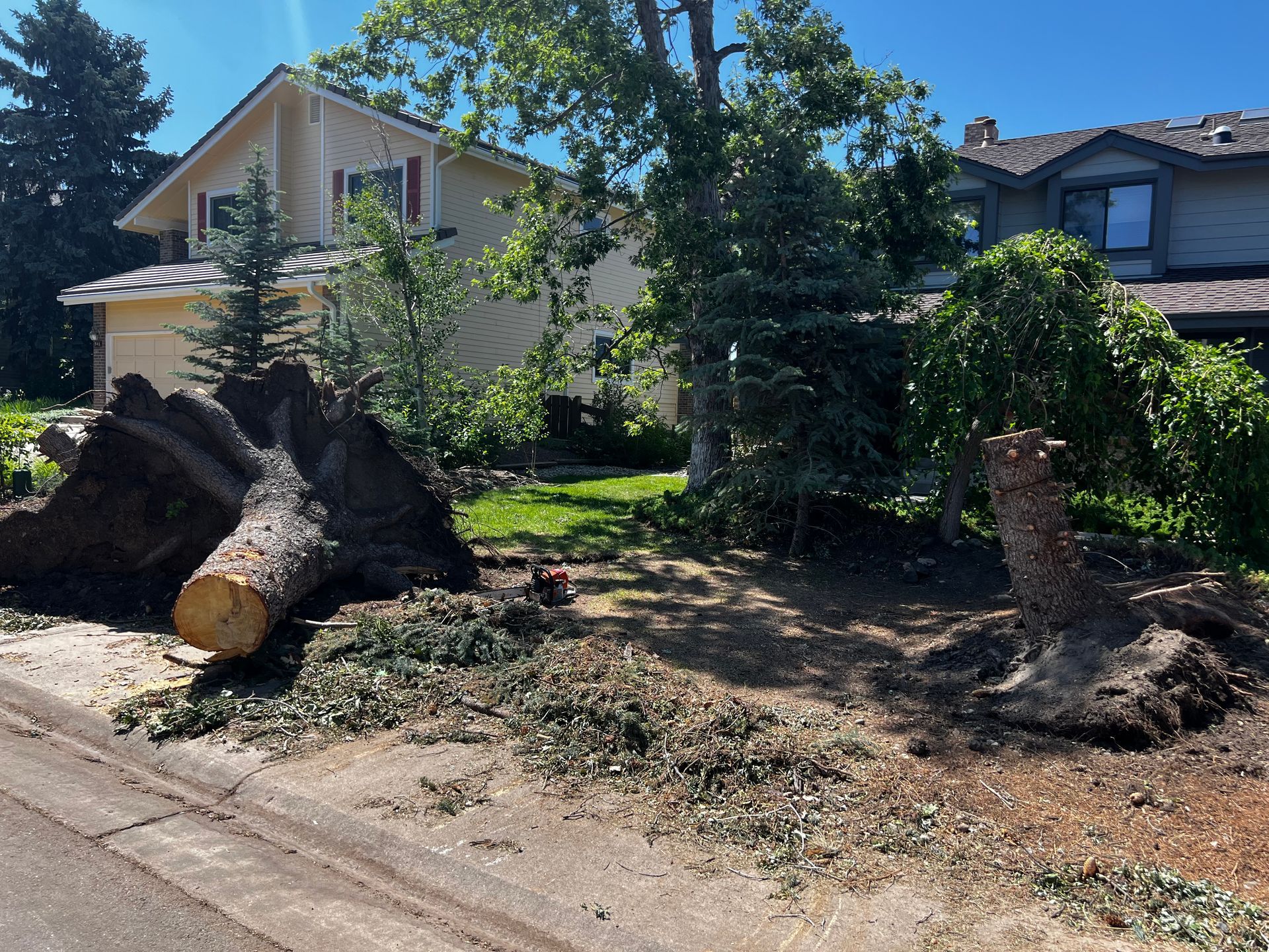 A man and a woman are cutting a tree with a chainsaw.