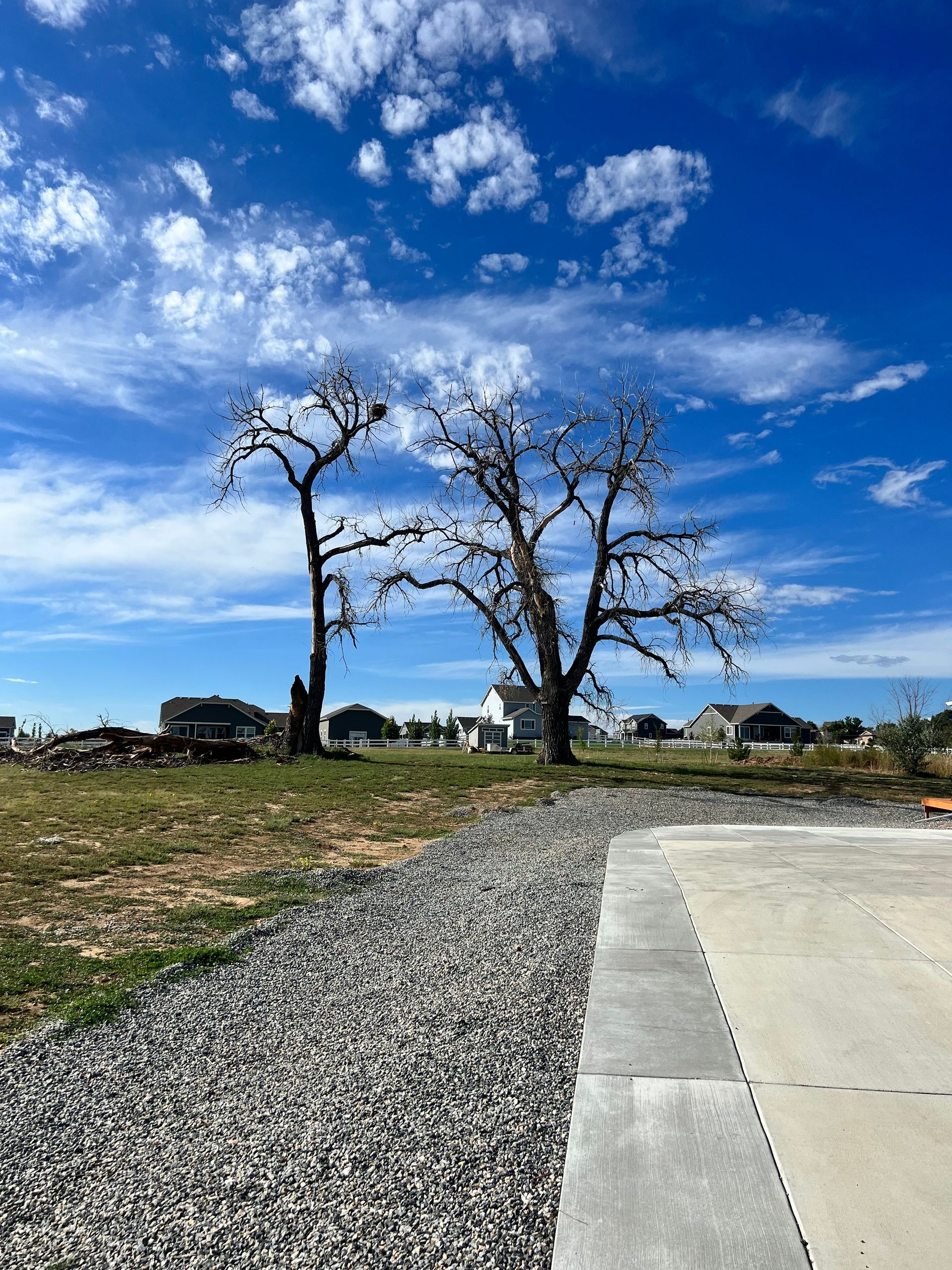 A man is cutting a tree with a chainsaw.