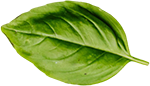 A close up of a green basil leaf on a white background.