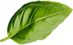 A close up of a green basil leaf on a white background.
