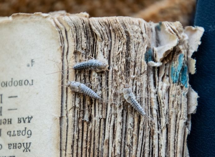 A close up of a book with silverfish on it