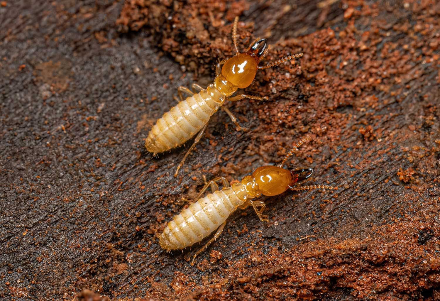 Two termites are crawling on a piece of wood.