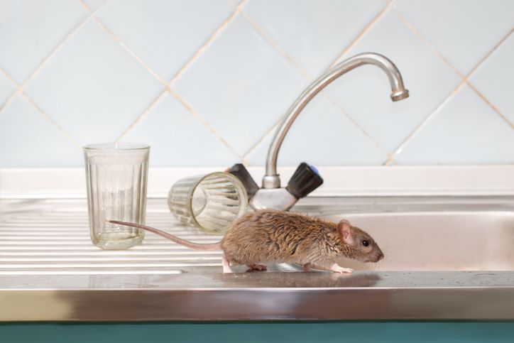 A mouse is standing on a kitchen sink next to a faucet.