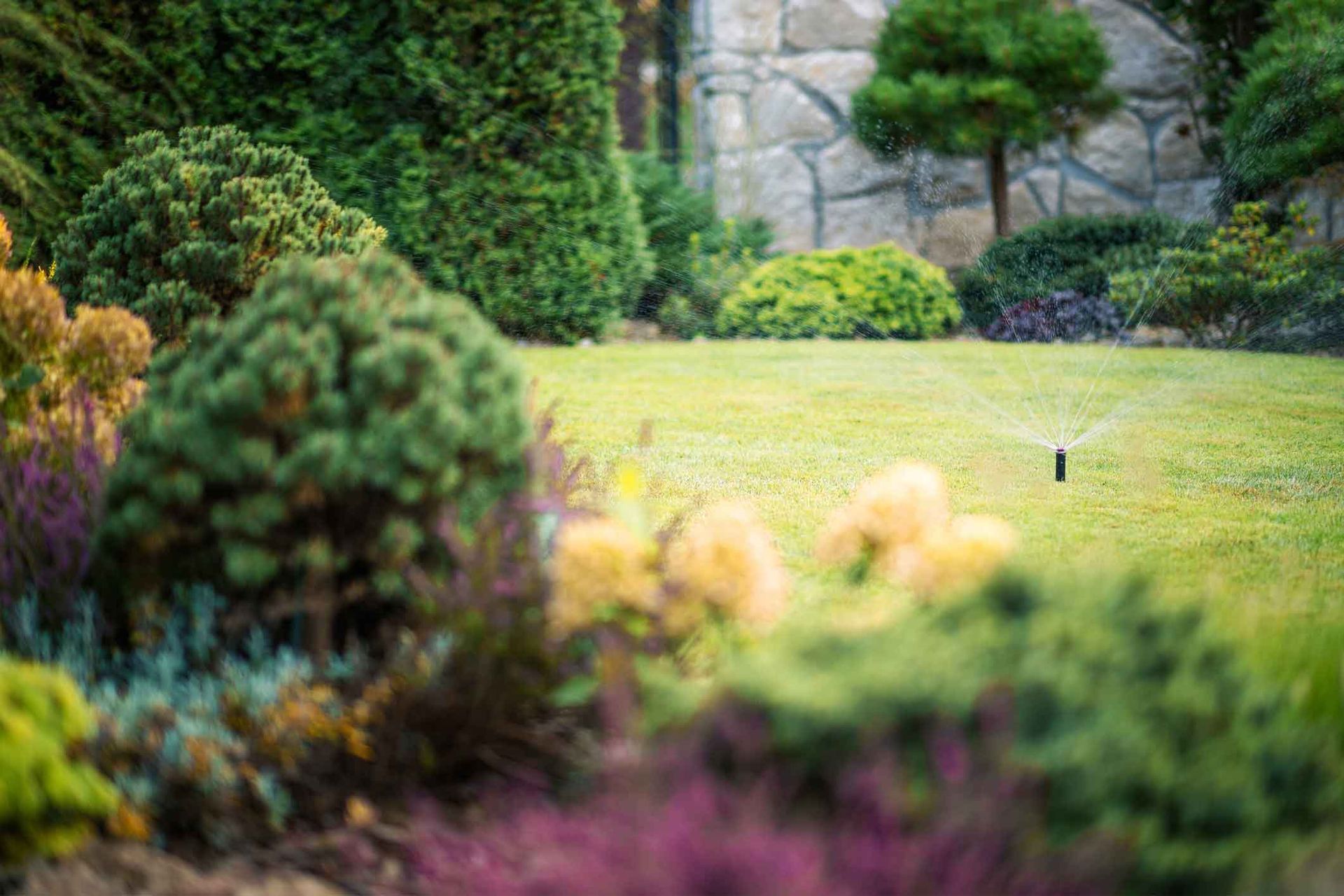 A sprinkler is spraying water on a lush green lawn in a garden.