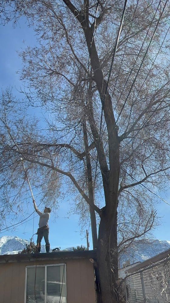 Person on rooftop trimming a tall tree with mountains in background.