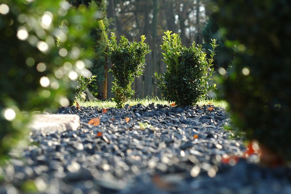 A blurred image of a gravel path with trees in the background.