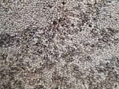Spice Stone - Carpet Installation in Bridgewater, PA