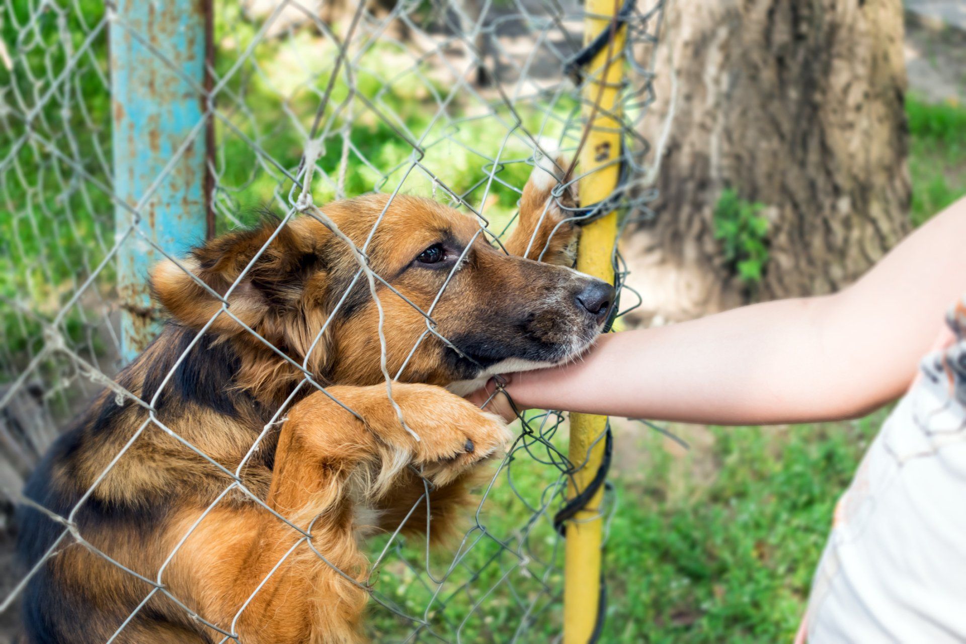 a person petting a dog behind a chain link fence