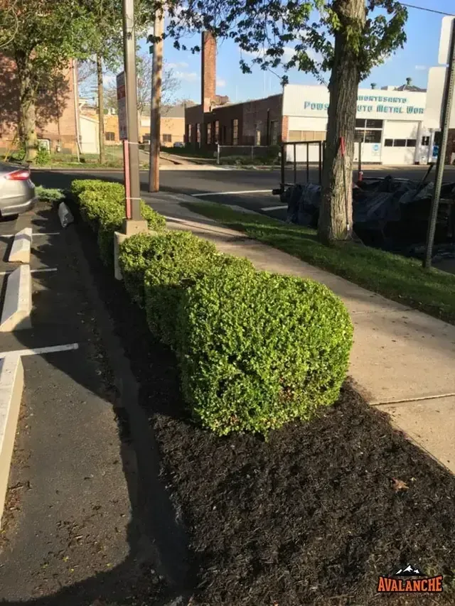 Lawn maintenance in New Haven