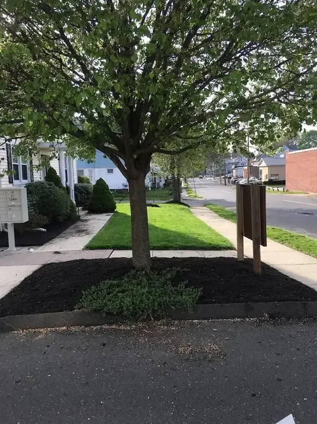 Recently mowed yard with uniform grass height