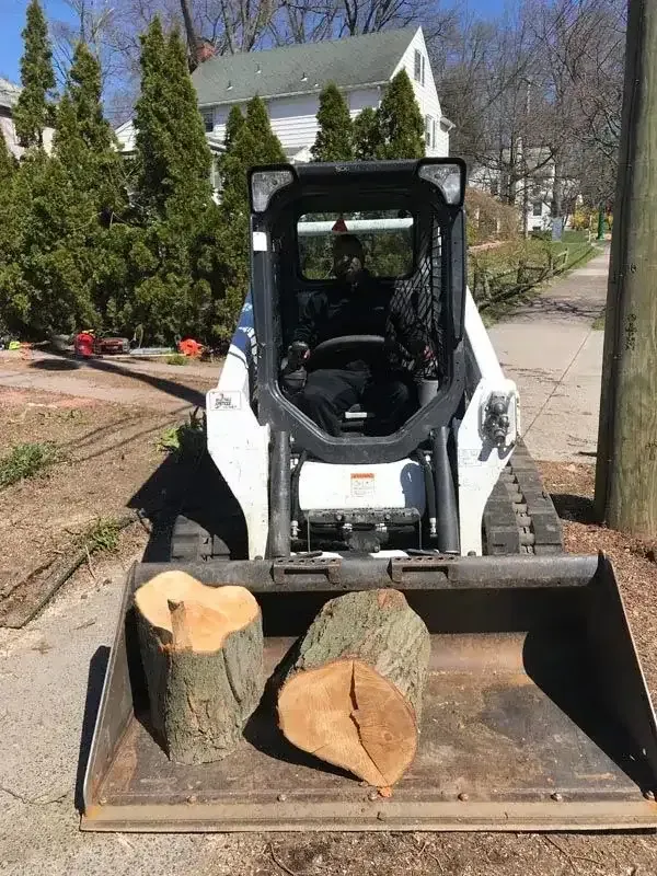 Tree and stump removal in New Haven