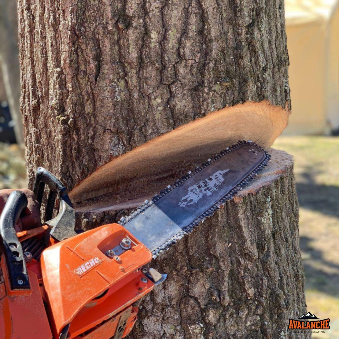 Professional tree removal, Havent, CT
