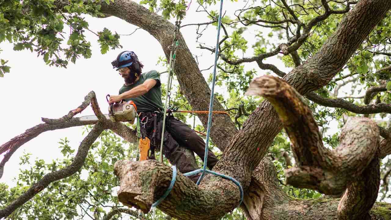 DIY tree removal