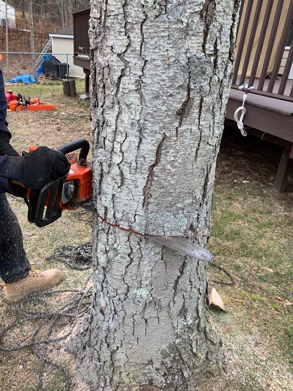 Tree removal service in New Haven