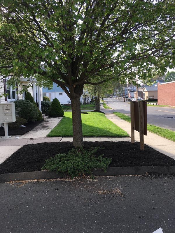 Recently mowed yard with uniform grass height