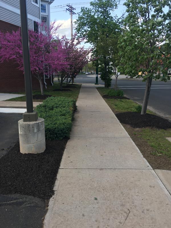Lawn in the front yard looking perfectly maintained