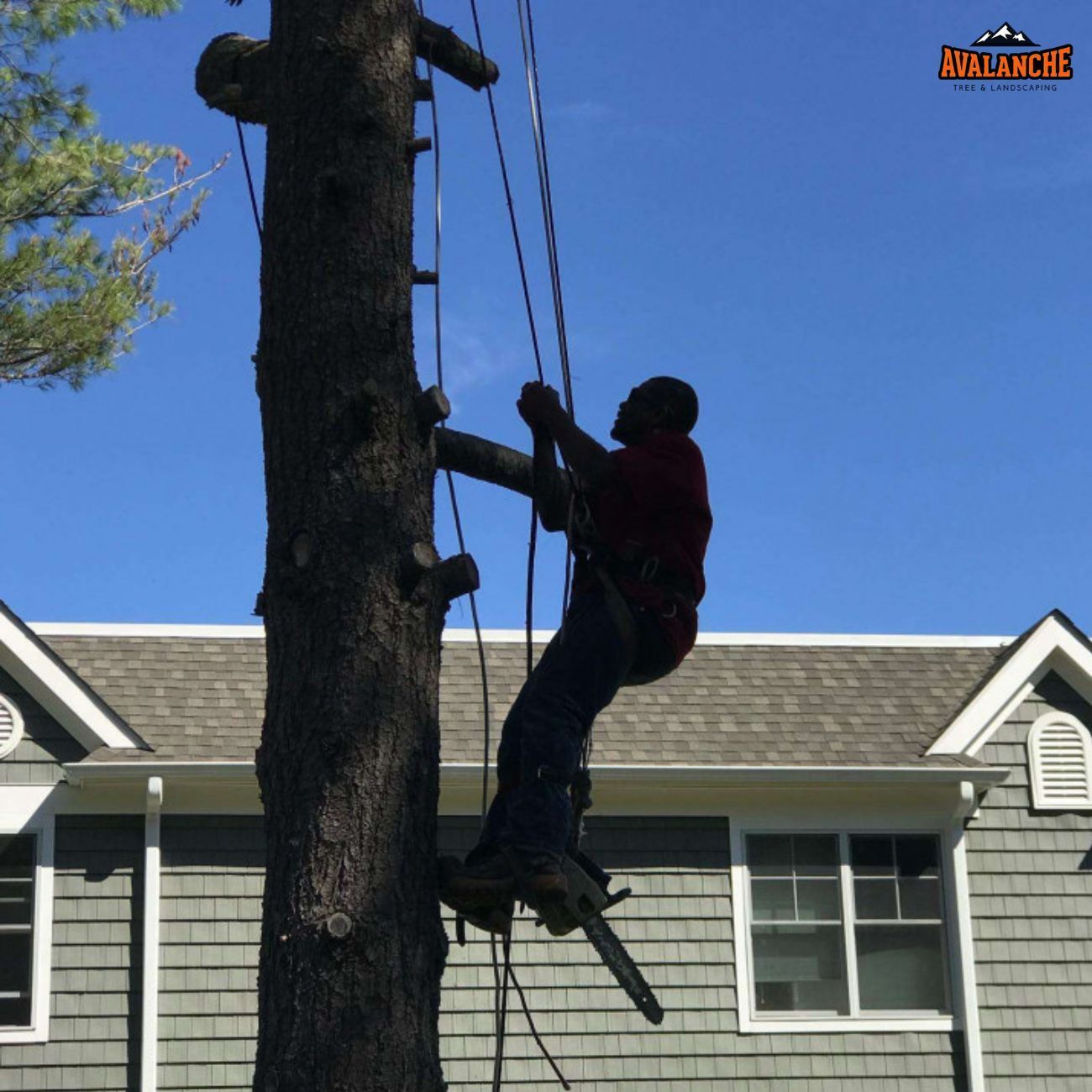 Tree removal New Haven, CT