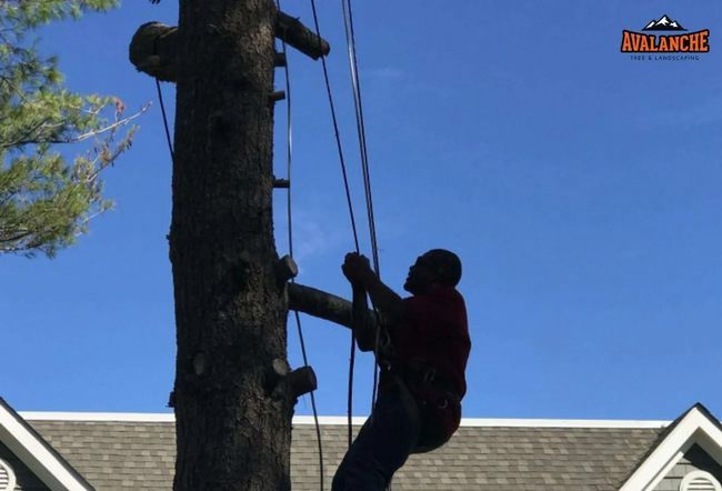 Chipping wood contractor in Havent, CT