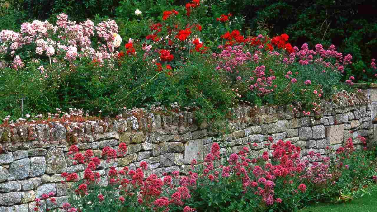 Native plant landscaping