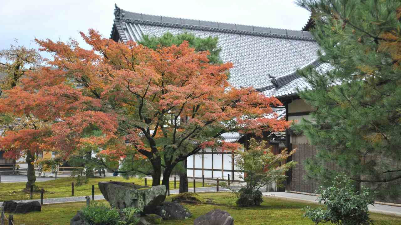Japanese maple