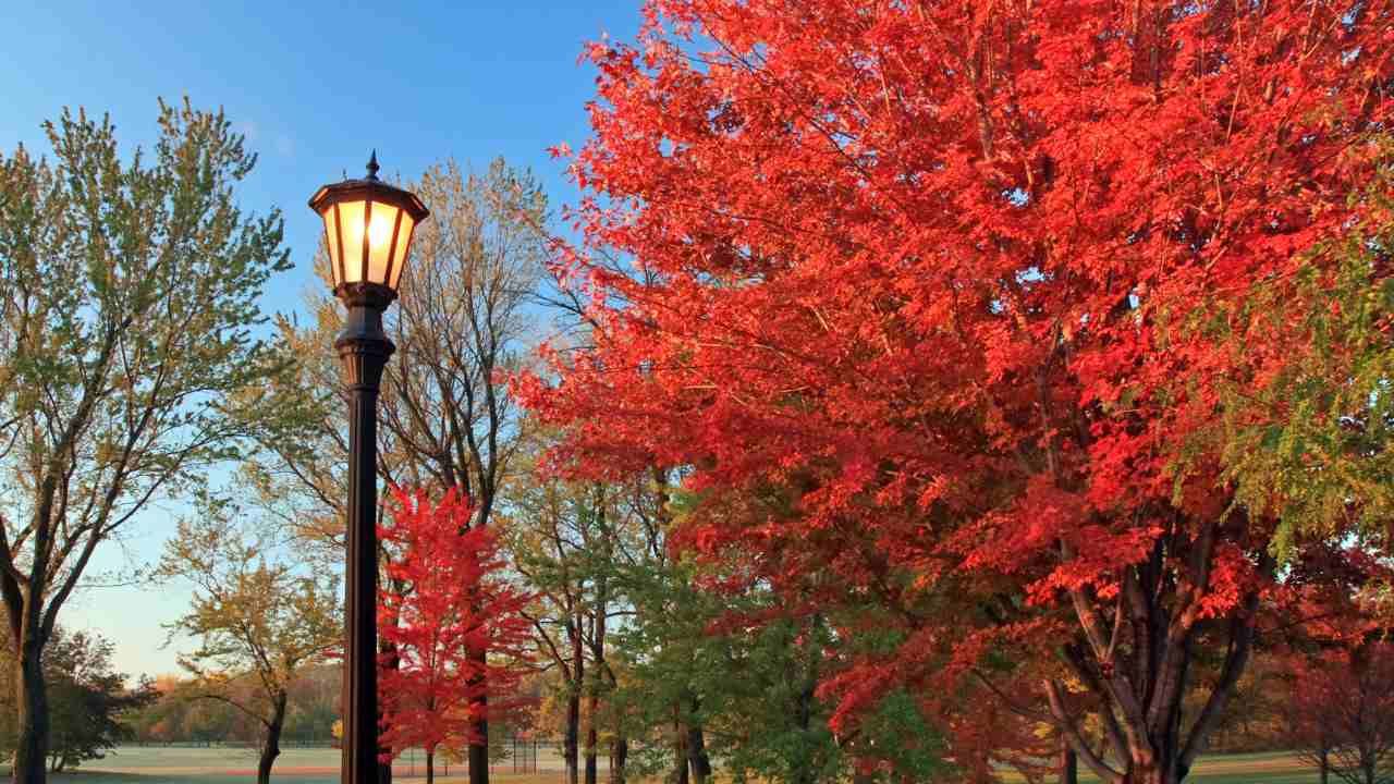 best trees for landscaping