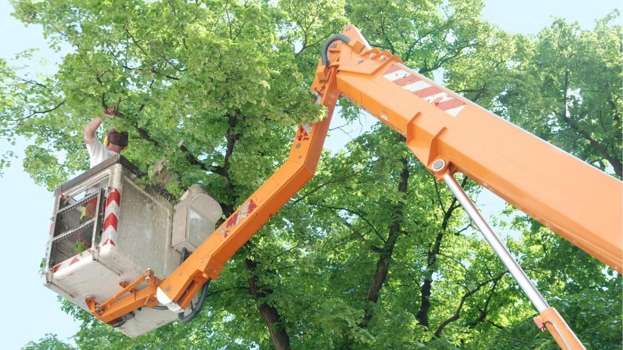 best time to trim trees