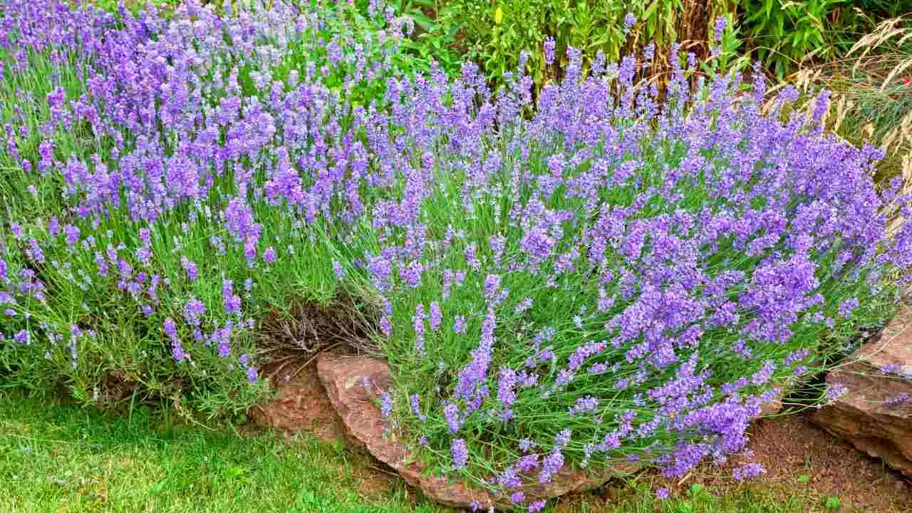 drought-tolerant plants